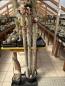 Preview: Cleistocactus strausii